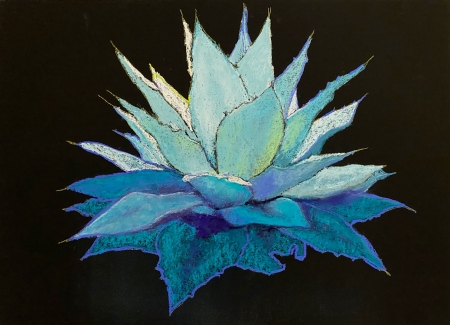 Agave%20with%20Shadows by artist Lillian Buchanan